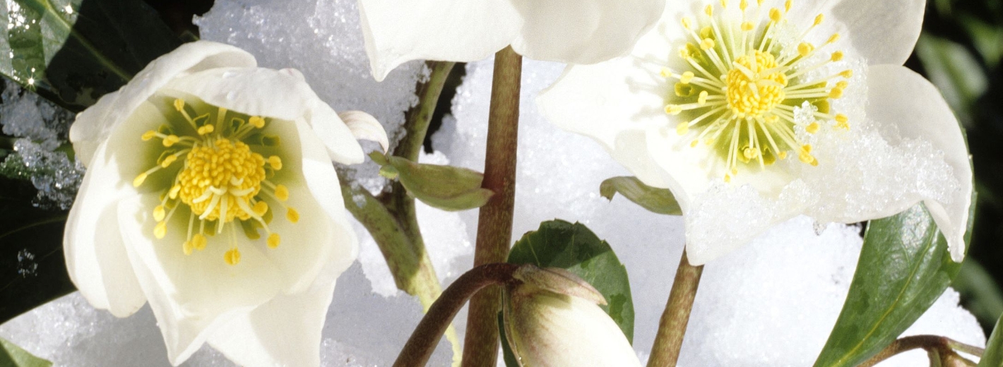 Weiße Christrosen im Schnee