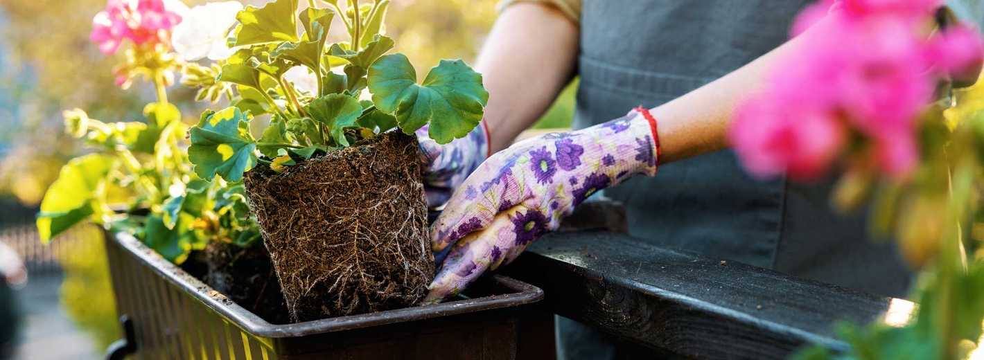Hobbygärtnerin setzt Blumen in Balkonkasten