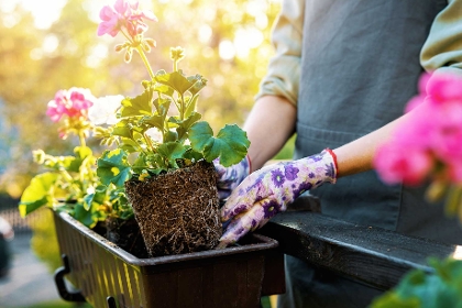 Hobbygärtnerin setzt Blumen in Balkonkasten