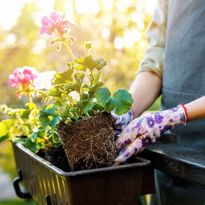 Hobbygärtnerin setzt Blumen in Balkonkasten