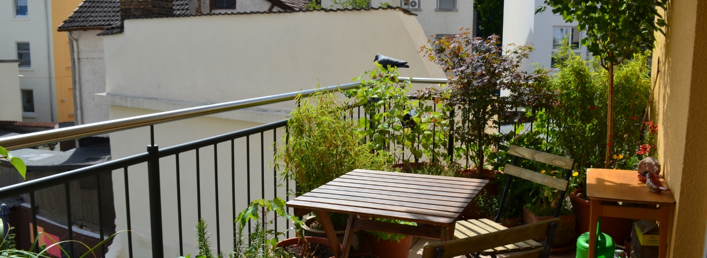 Pflanzen als Sichtschutz am Balkon