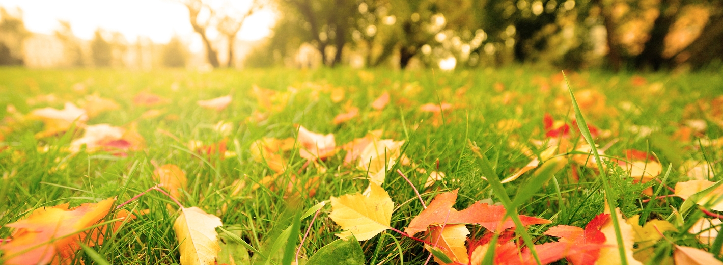 Rasen im Herbst
