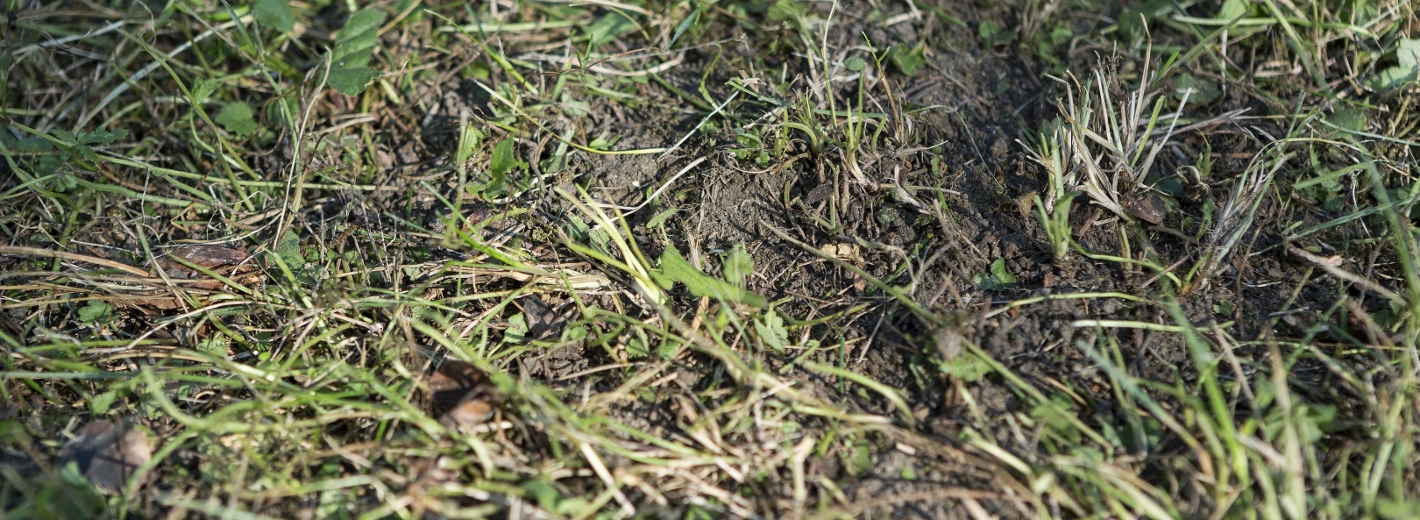 Kahle Stellen im Rasen