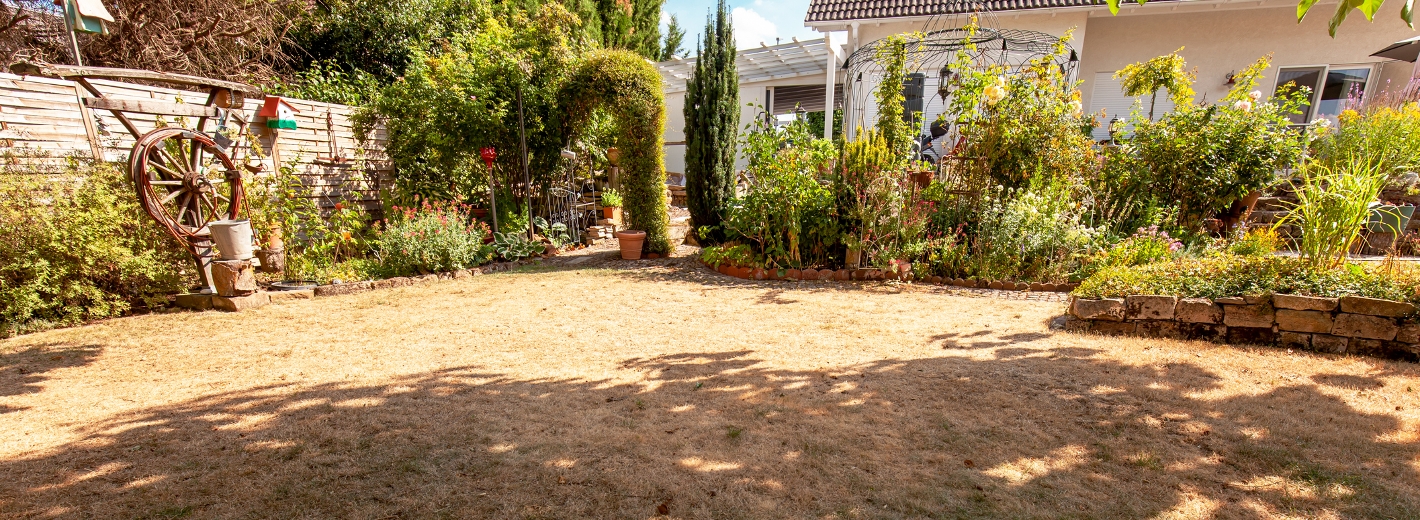 Vertrockneter Rasen im Garten