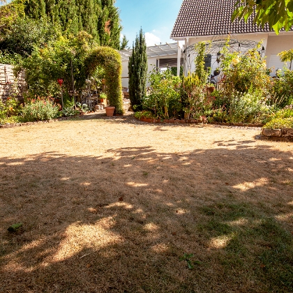 Vertrockneter Rasen im Garten