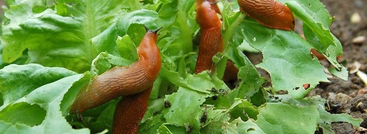 Nacktschnecken im Salat