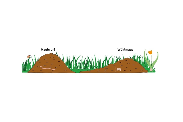 Haufen Maulwurd und Wühlmaus