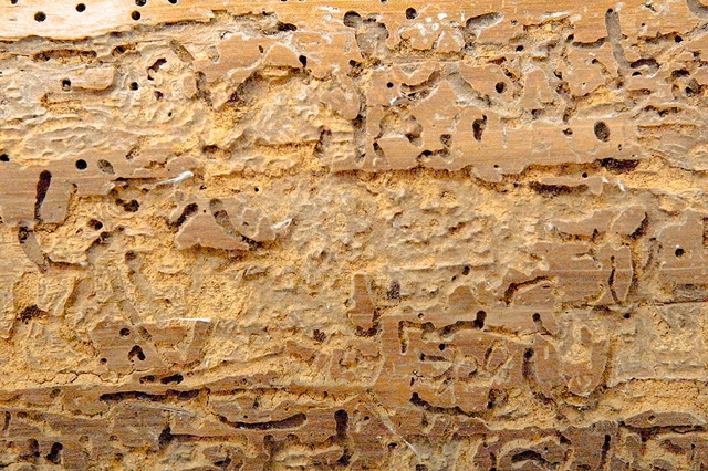 Von Holzwurm befallenes, helles Holz mit Löchern und Fressspuren.