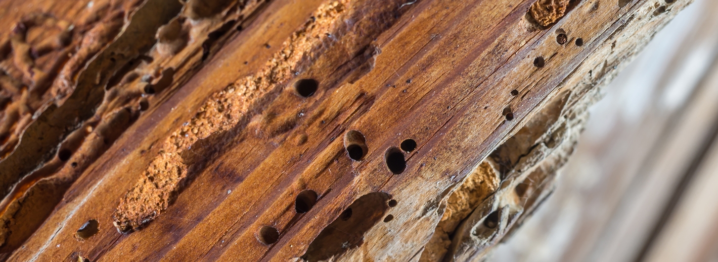 Von Holzwurm befallenen Holzstück mit Löchern