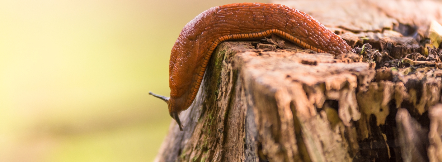 Nacktschnecke kriecht über Baumstamm