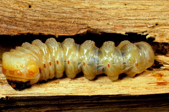 Nahaufnahme einer Larve des Gemeinen Nagekäfers, auch Holzwurm genannt