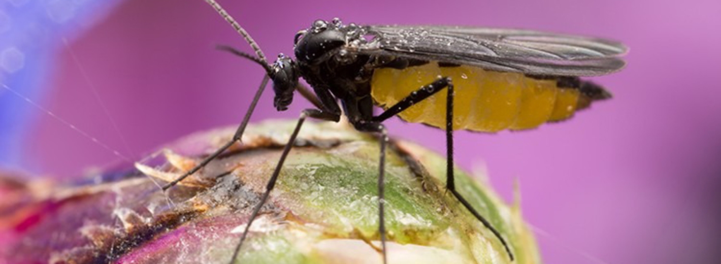 Trauermücke sitzt auf einer Knospe