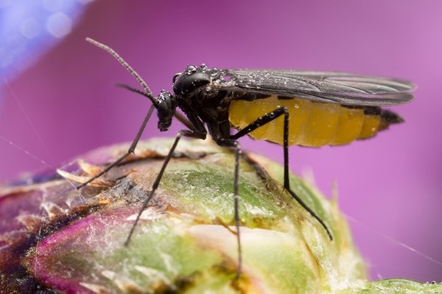 Trauermücke sitzt auf einer Knospe