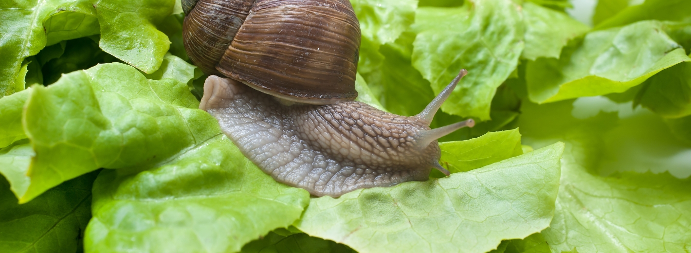 Schnecke auf Salat