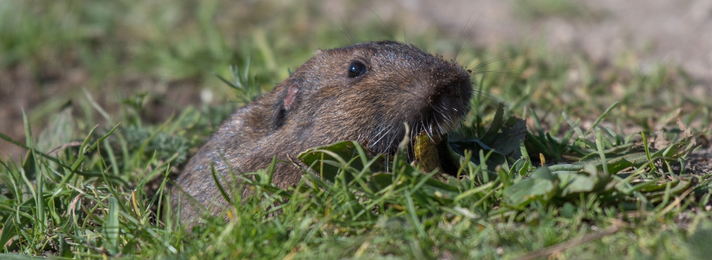 Wühlmaus im Garten