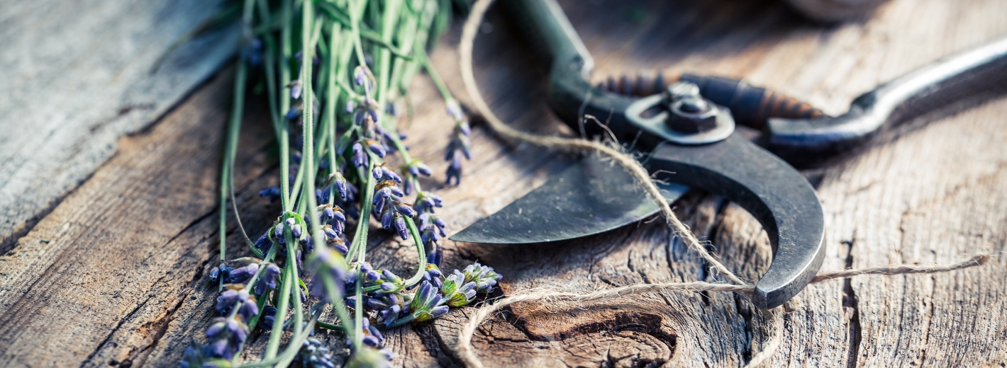 Ein Büschel Lavendel