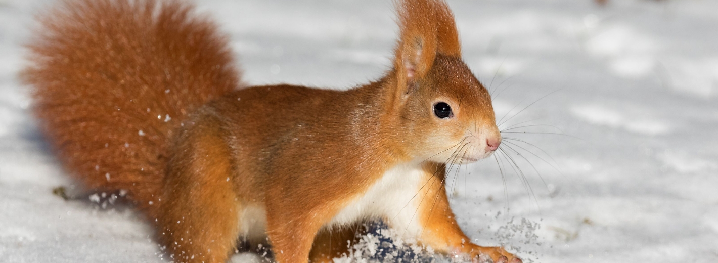 Eichhörnchen im Schnee