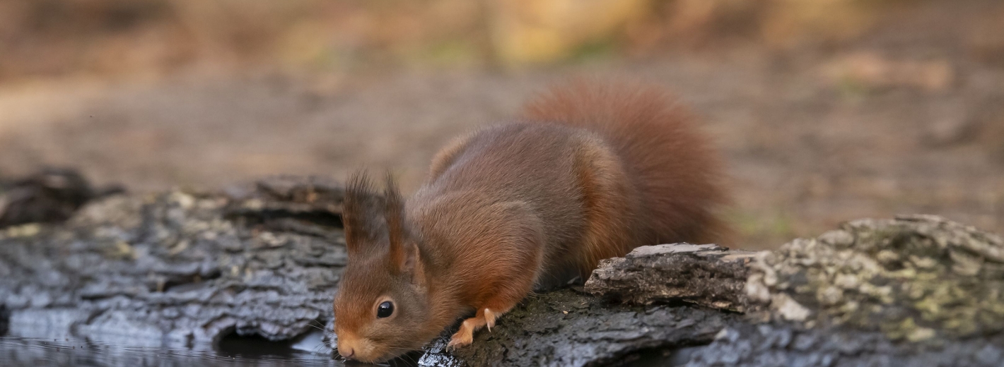 Eichhörnchen trinkt im Gewässer