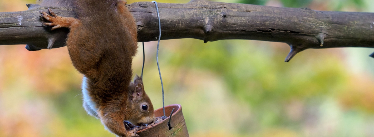 Eichhörnchen frisst aus de Becher