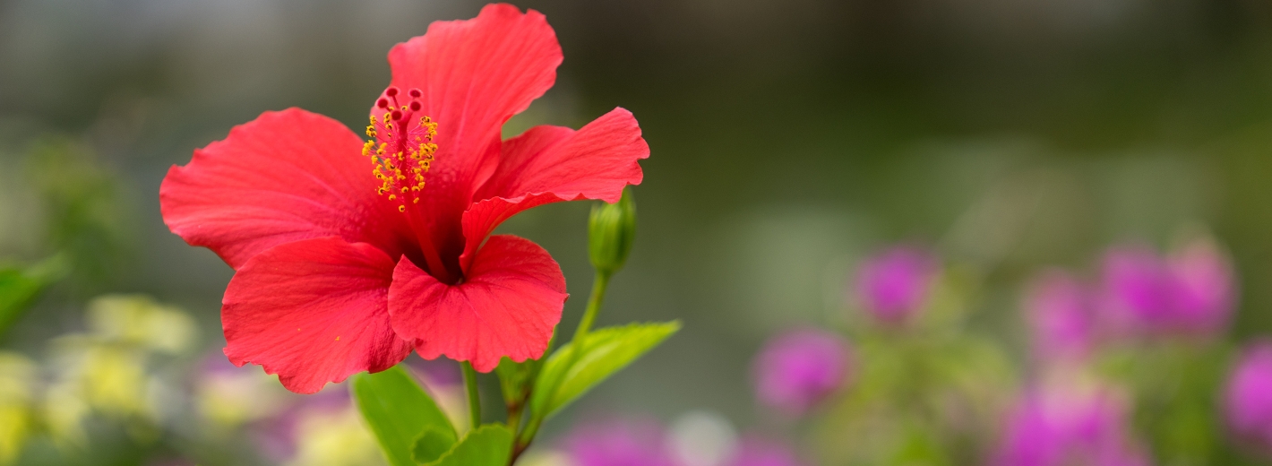 Hibiskusblüte