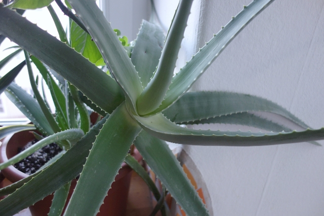 Aloe Vera