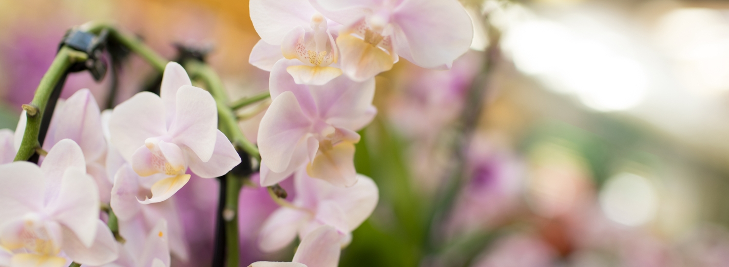 Hellrosa Orchidee