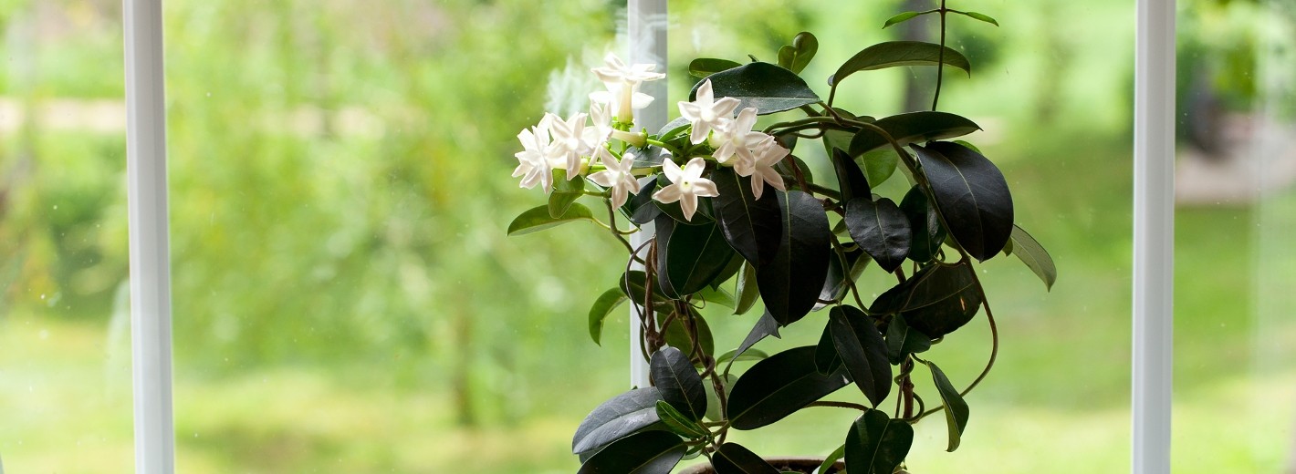 Jasmin Blume im Topf am Fensterbrett