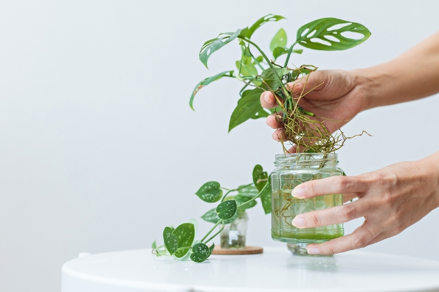 Ableger einer Monstera Pflanze in einem Wasserglas
