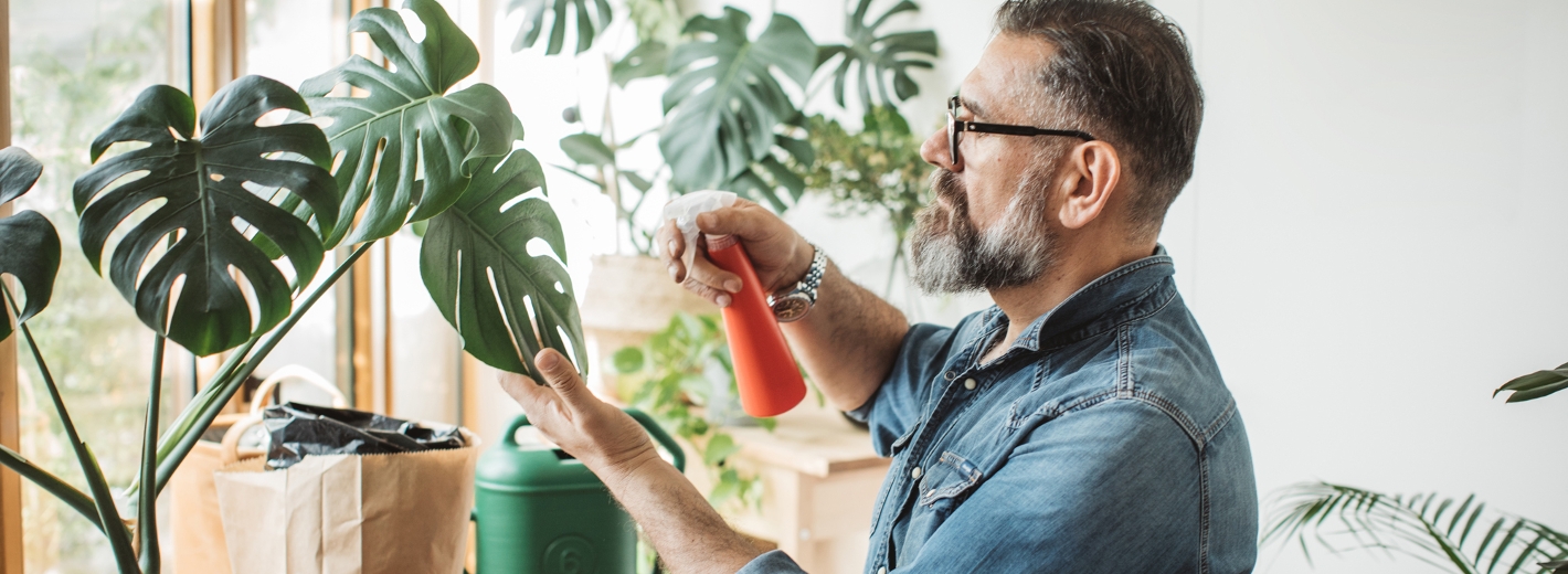 Mann besprüht eine Monstera Pflanze