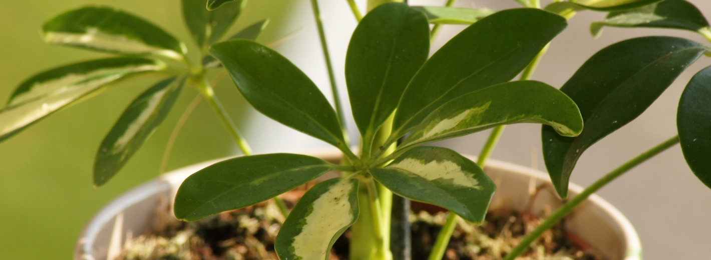 Schefflera Pflanze im Topf