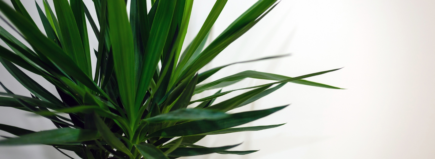 Yucca-Palme