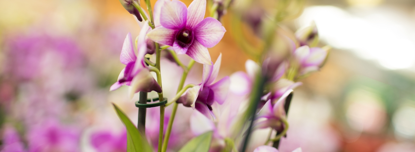 Pinke Orchideen
