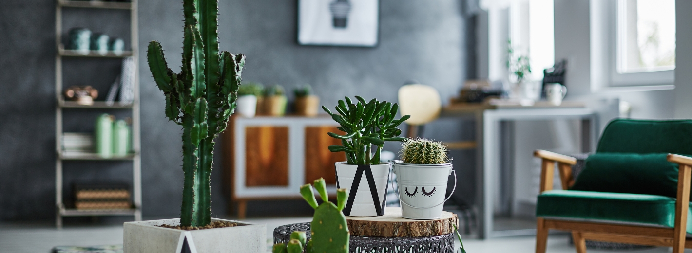 Kakteen im Wohnzimmer