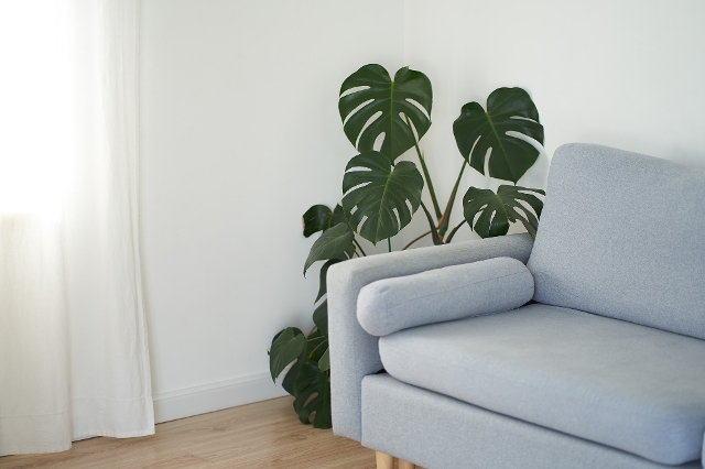Monstera als Zimmerpflanze