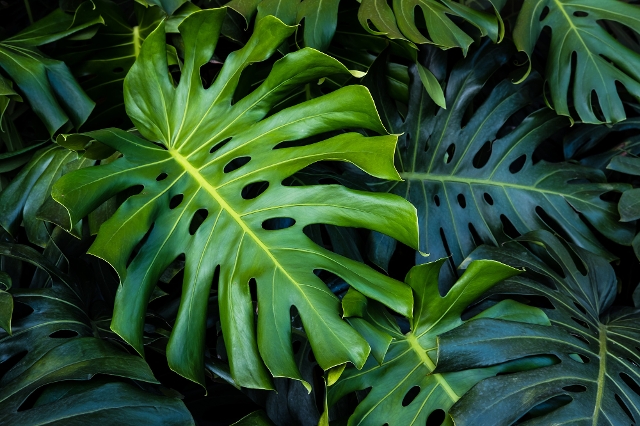 Blatt einer Monstera Pflanze