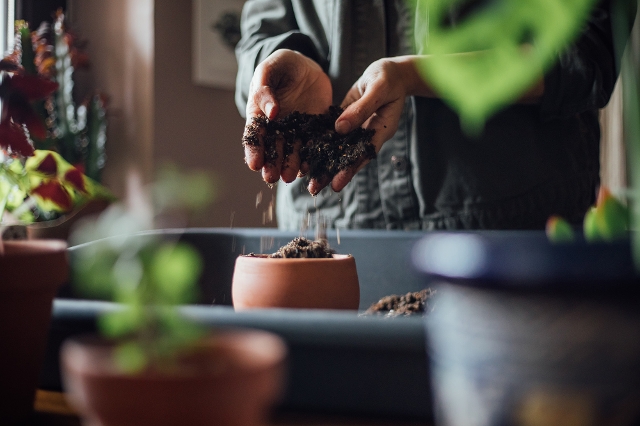 Monstera Erde und Dünger