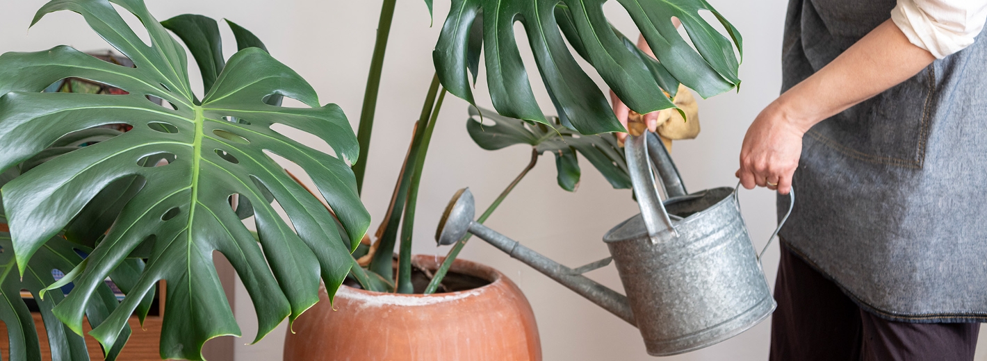 Monstera gießen