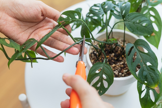 Monstera schneiden