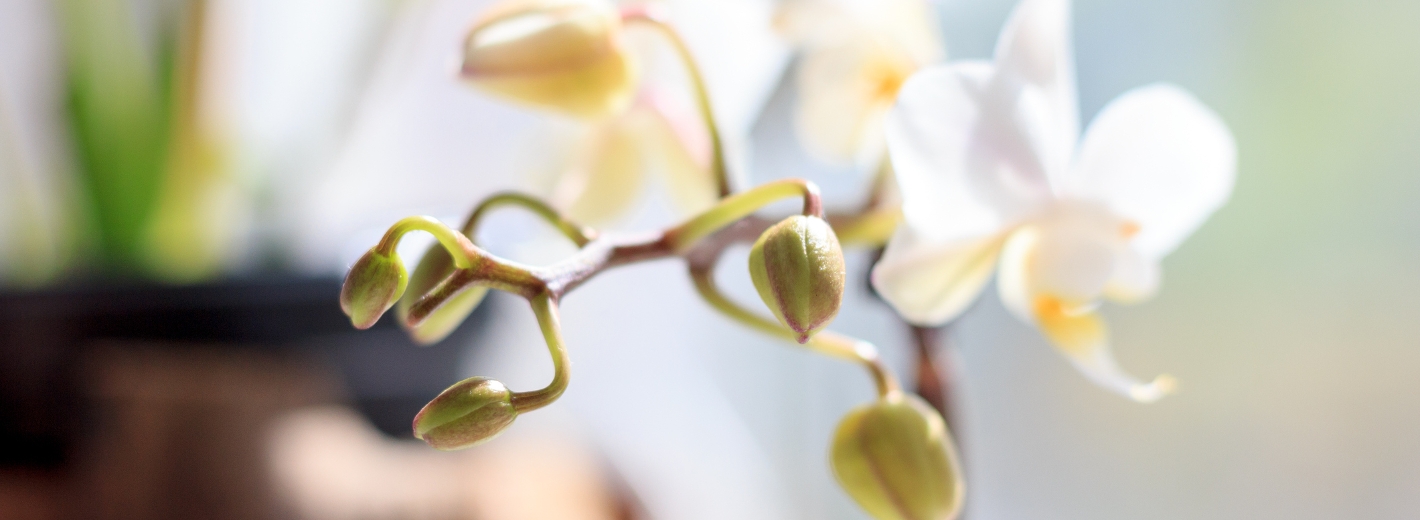 Nahaufnahme Orchidee