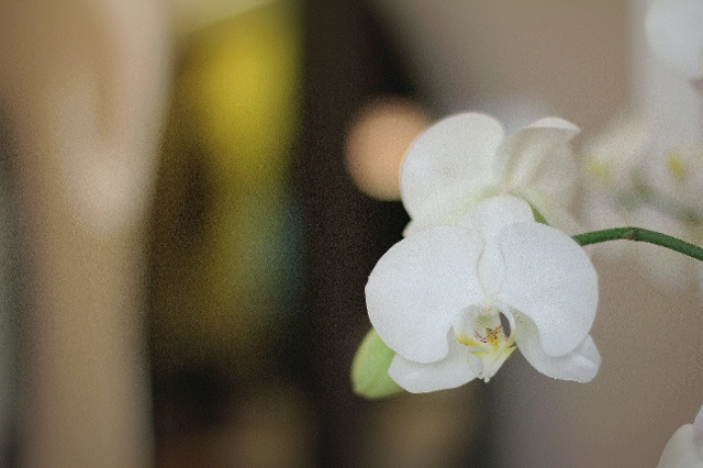 Orchidee