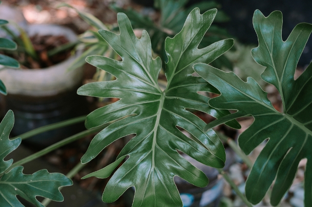 Blatt eines Philodendrons