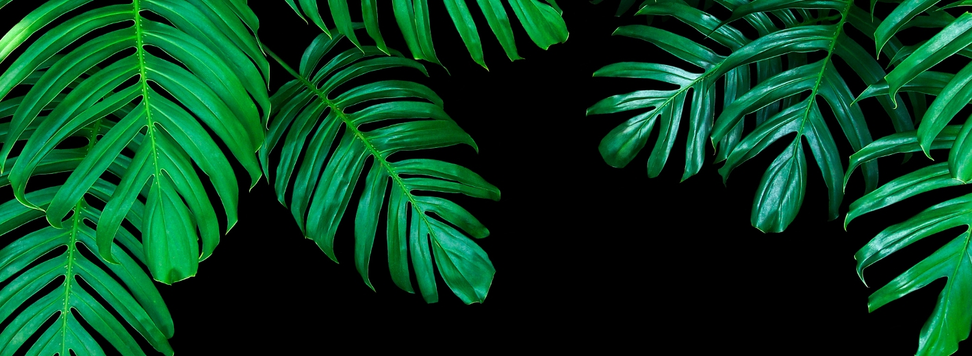Philodendron im dunklen Zimmer
