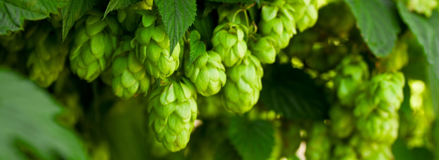 Hopfen
