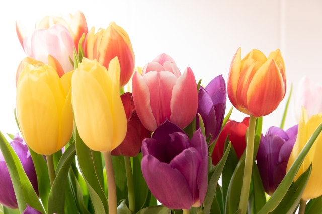 Tulpen