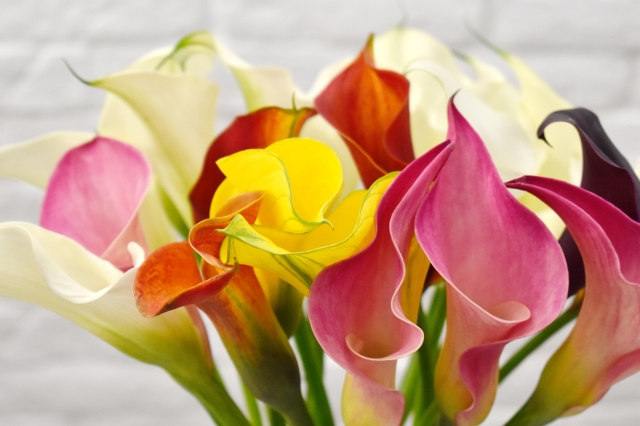 Callas