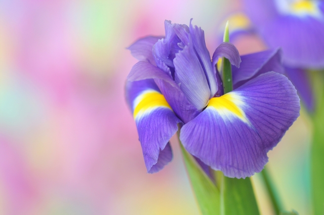 Iris