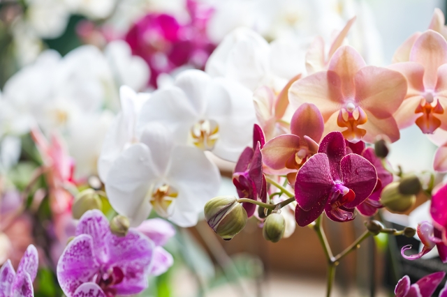 Orchideen