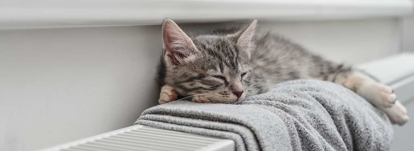 Katze liegt am Heizkörper