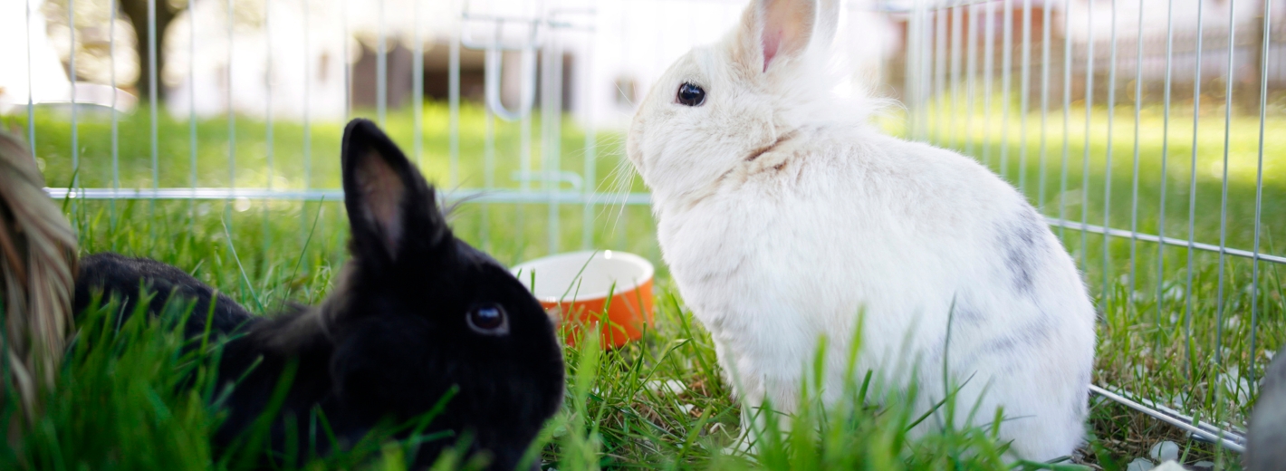Schwarzes und weißes Kaninchen eingezäunt im Garten