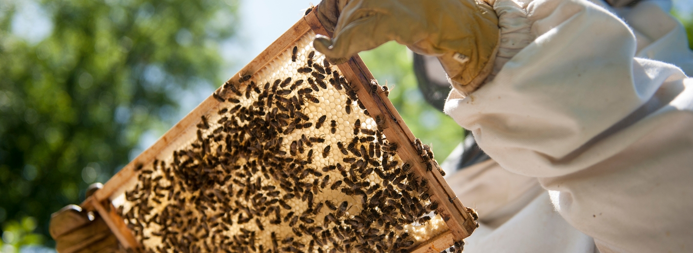 Imker bearbeitet Bienenwände
